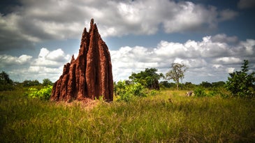Termite mounds may one day inspire ‘living, breathing’ architecture