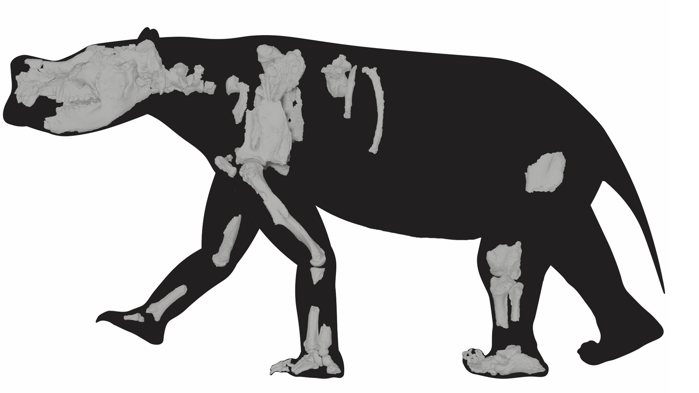 Reassembled partial skeleton Ambulator keanei with silhouette demonstrating advanced adaptations for quadrupedal, graviportal walking.