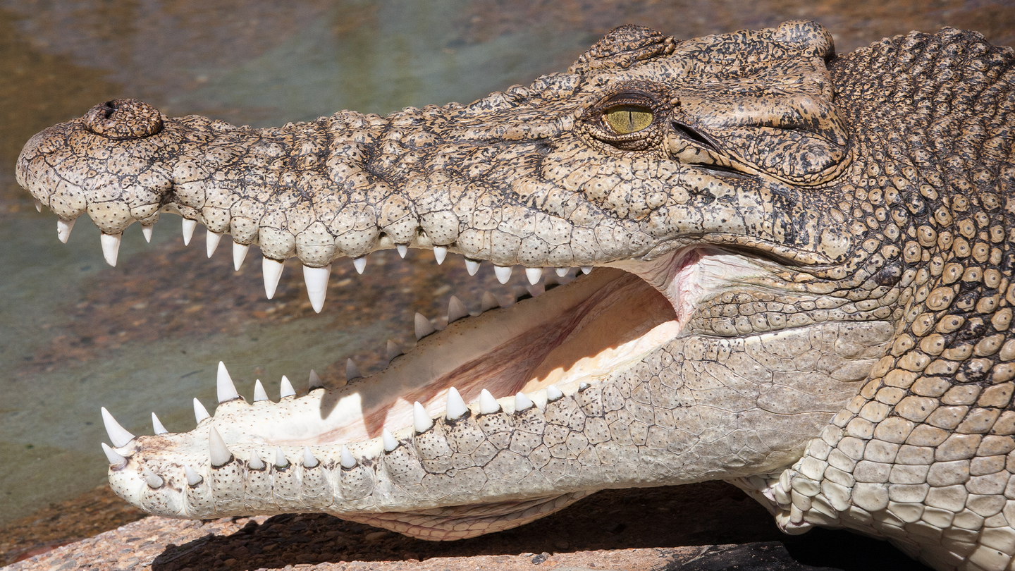 A saltwater crocodile with its mouth wide open.