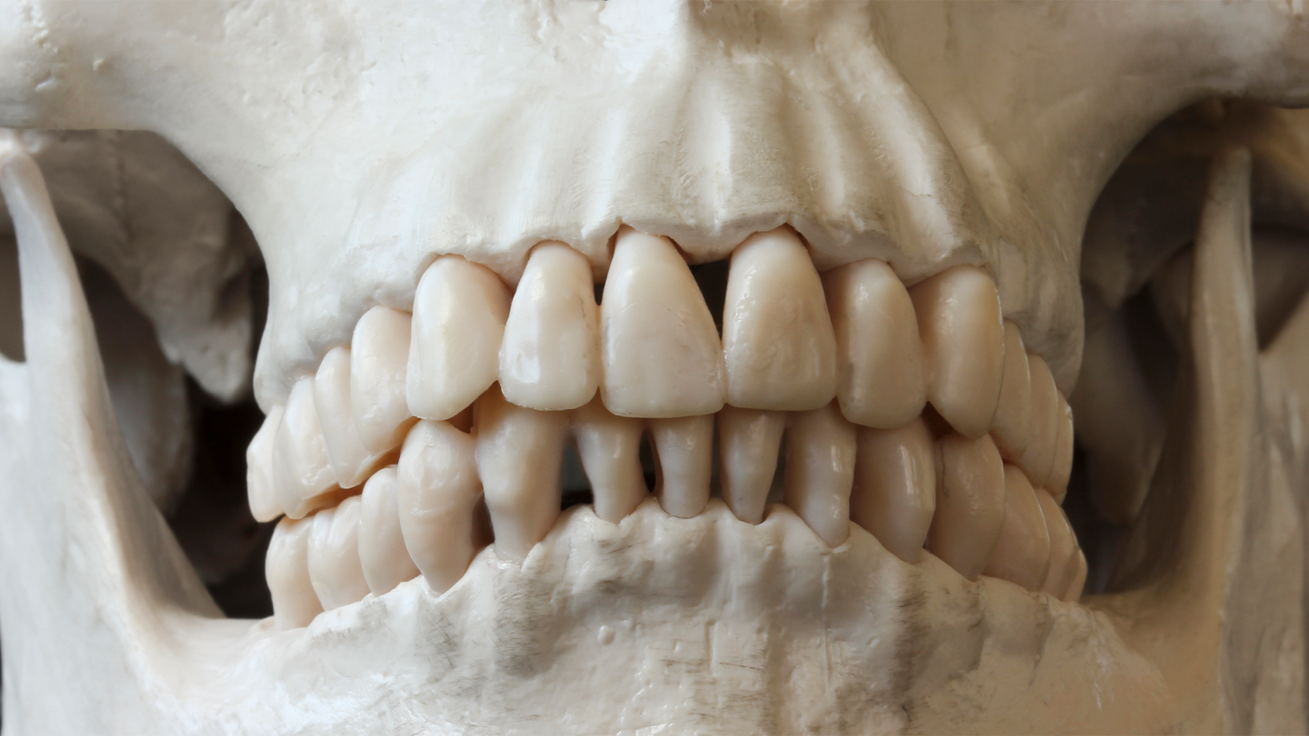 A close up of a skull and teeth.